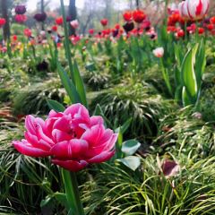 Gardern TeaHouse User Photo