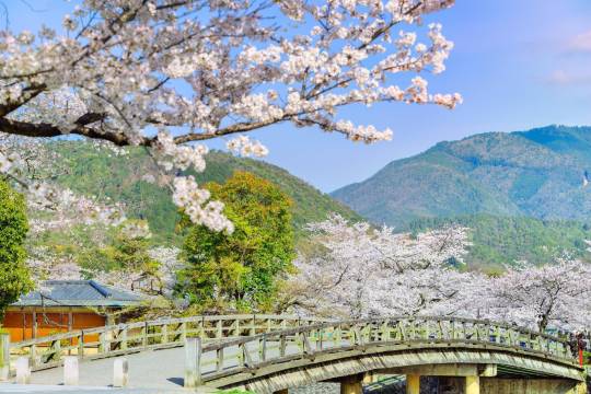 Okazaki Shrine + Hokanji Temple (Yasaka Tower) + Nijo Castle + Arashiyama Park + Arashiyama one-day tour in Kyoto, Japan
