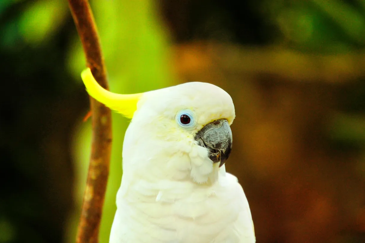 1_Phuket Bird Paradise