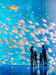 Whale & Shark Pavilion