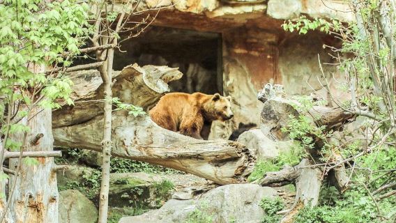 因斯布魯克高山動物園