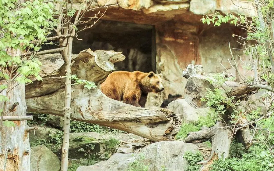 阿爾卑斯山動物園