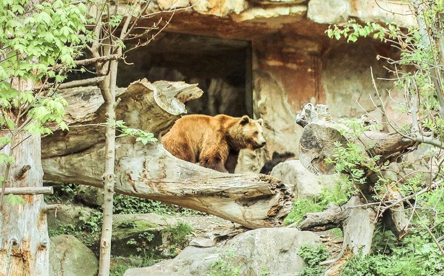 因斯布魯克高山動物園