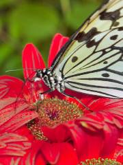 Butterfly Garden