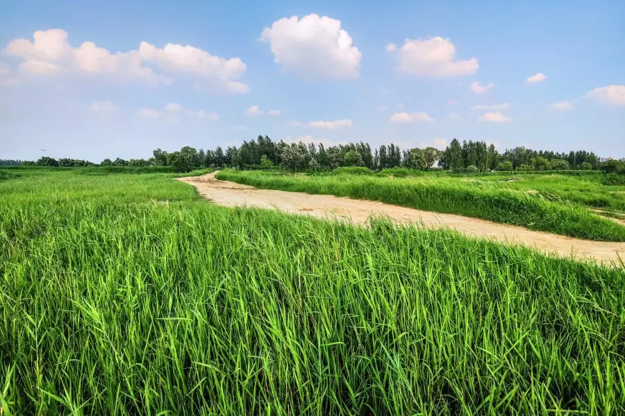 Jinan Huanghe River Forest Park