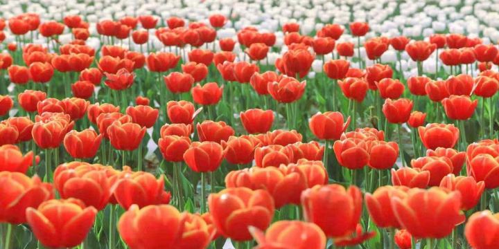 Tulip Garden