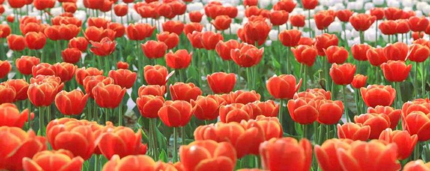 Tulip Garden