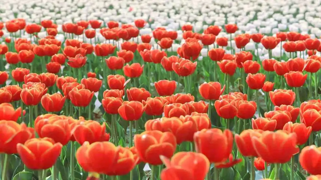 Hotels near Tulip Garden