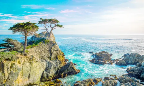 Lone Cypress