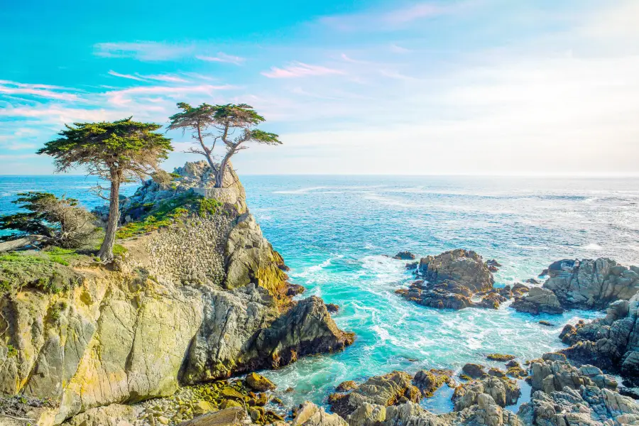 Lone Cypress