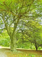 Arnold Arboretum of Harvard University