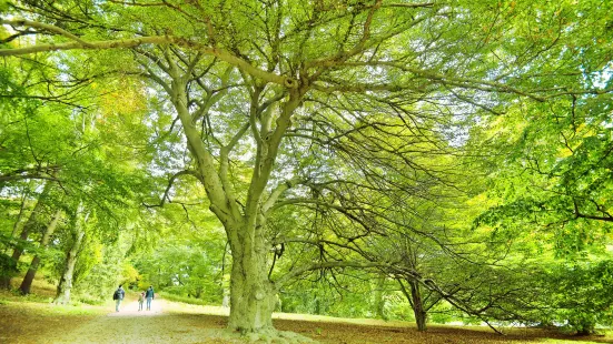 哈佛植物園