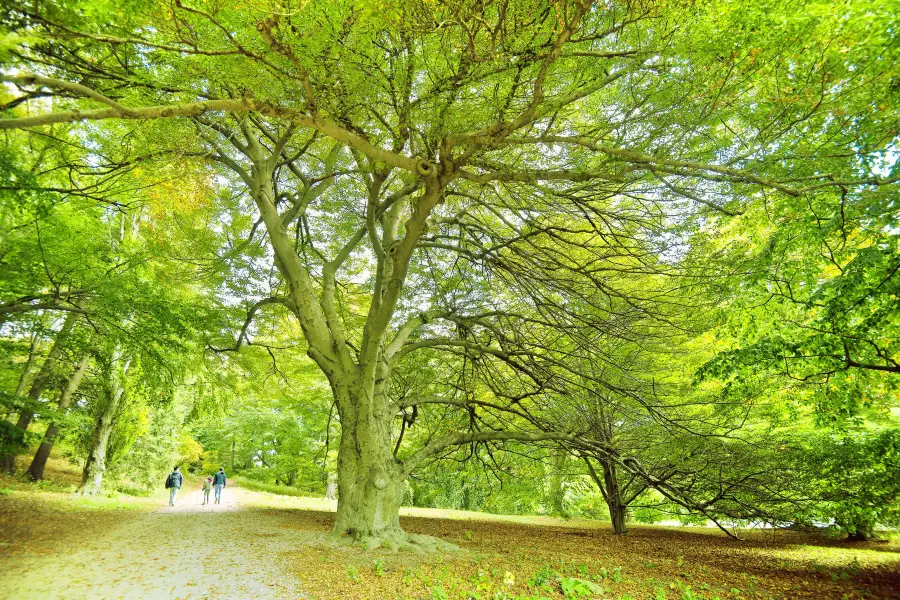 Arnold Arboretum of Harvard University