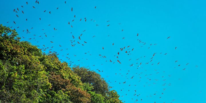 Bat Caves