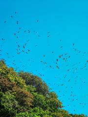 Bat Caves