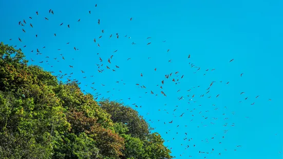 Bat Caves