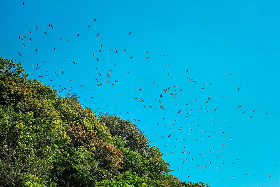Hotels near Bat Caves