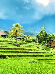 Jatiluwih Rice Terraces