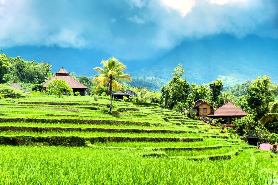 Jatiluwih Rice Terraces