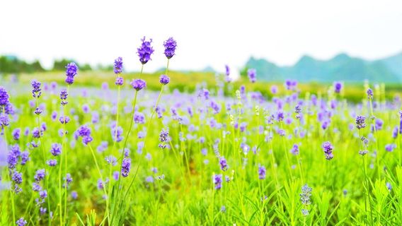 Xincheng Lavender Manor