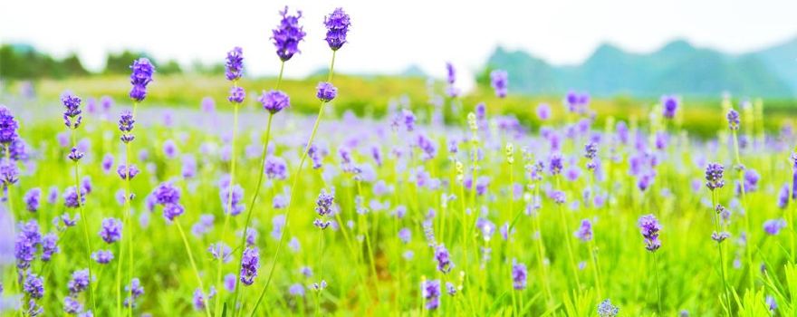 Xincheng Lavender Manor