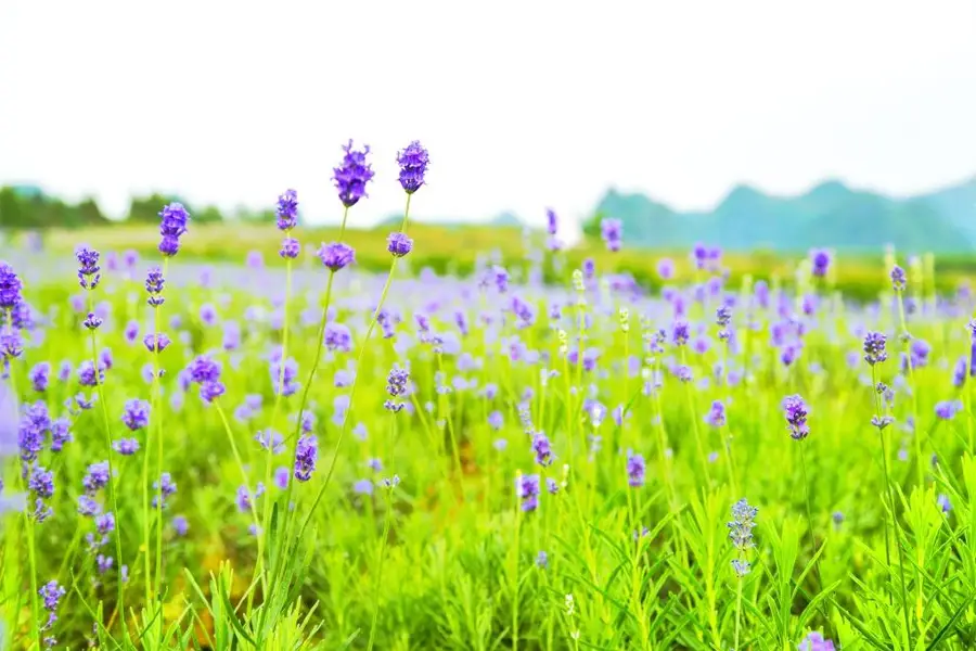 薰衣草莊園