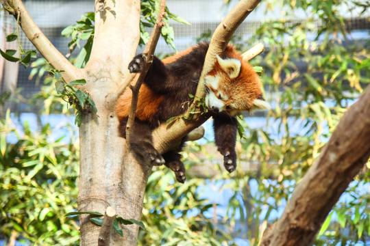 日本大阪+神户麪包超人小童博物館＆購物商場+神户動物王國一日遊