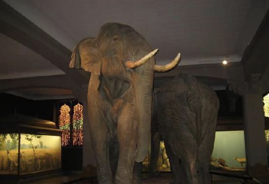 Museum of Natural History (Halifax)