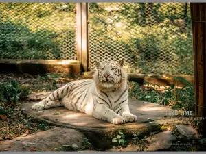 Chongqing Zoo