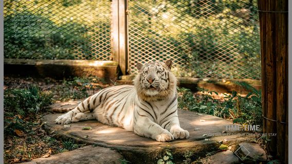 Chongqing Zoo