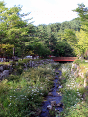 Taebaek Highland Natural Recreational Forest