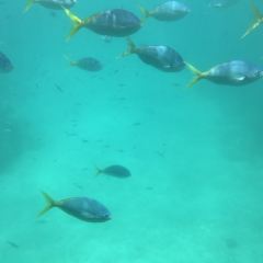 Oceanwild cafe and Prawnsales.com User Photo