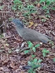 臺北市立動物園鳥園