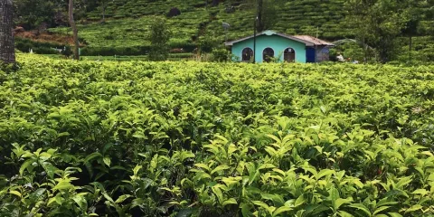Nuwara Elia and Tea Country