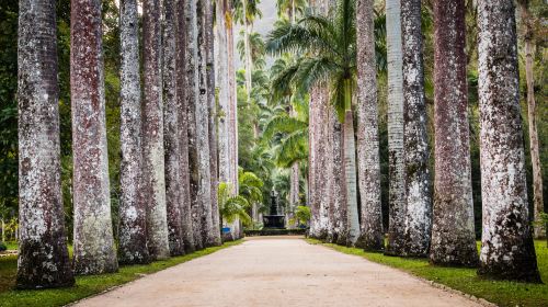 Botanical Garden of Rio de Janeiro