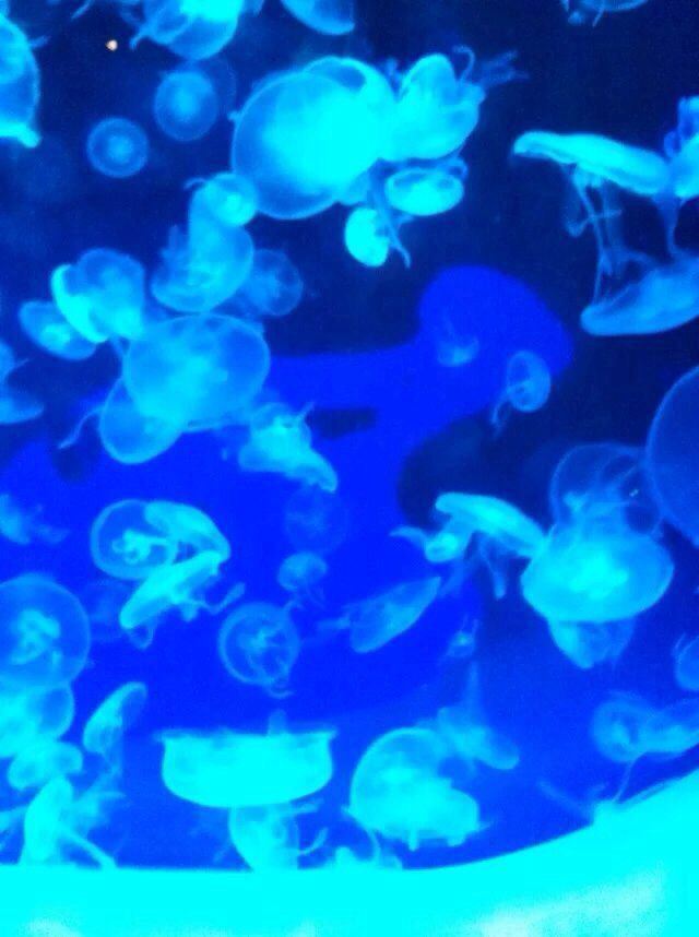 Changfeng Ocean World