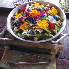Bohol Bee Farm Resort User Photo