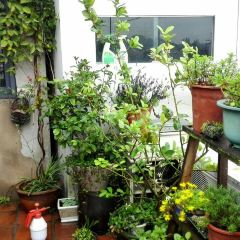 Cao Mu Shi Jing Café User Photo