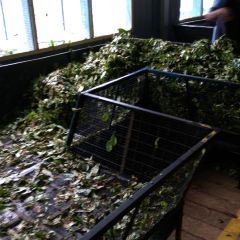 BlueField Tea Restaurant User Photo