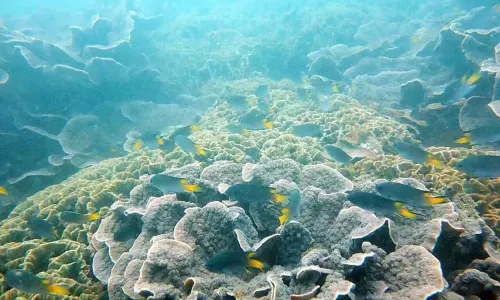 北海潛水