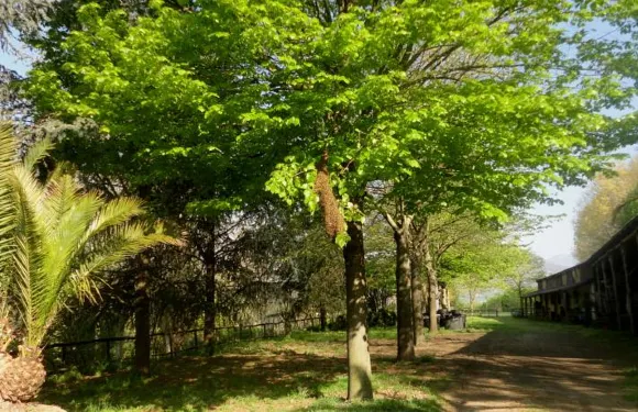 泰努塔蒙蒂勞拉鄉村民宿