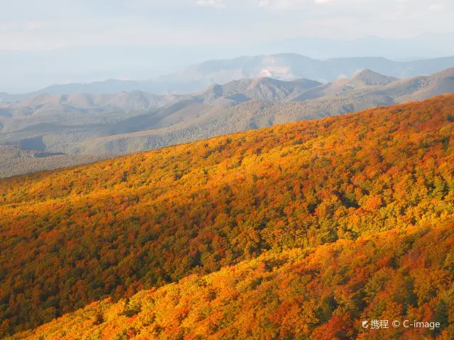 Maple Leaf Viewing in Aomori