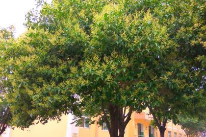 德克士(新安大张盛德美购物广场店)