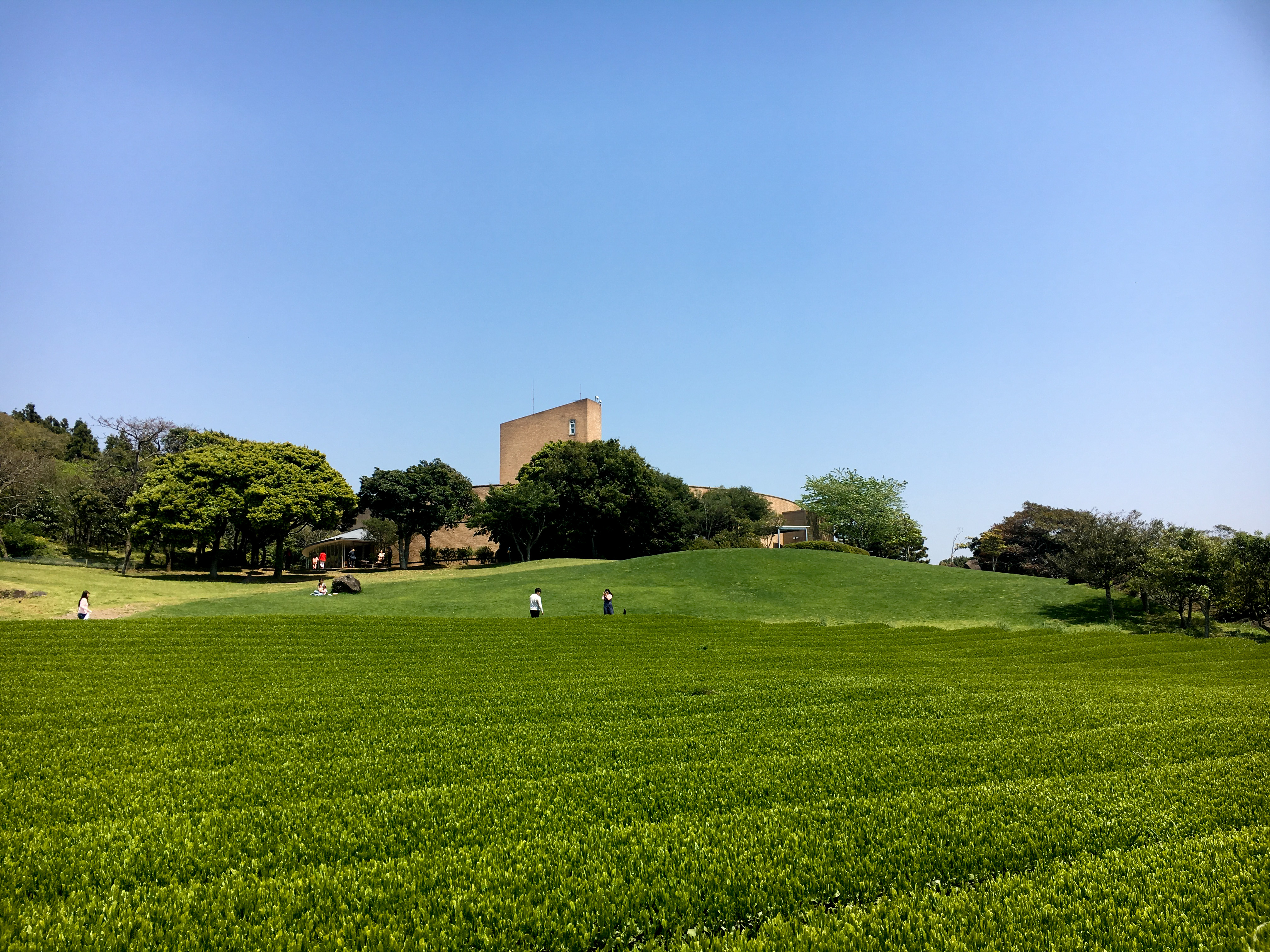 韓國濟州市雪綠茶博物館+涯月海岸道路+朝安泰迪熊博物館一日遊