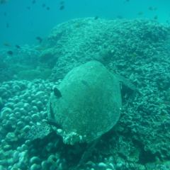 Verde Divers User Photo