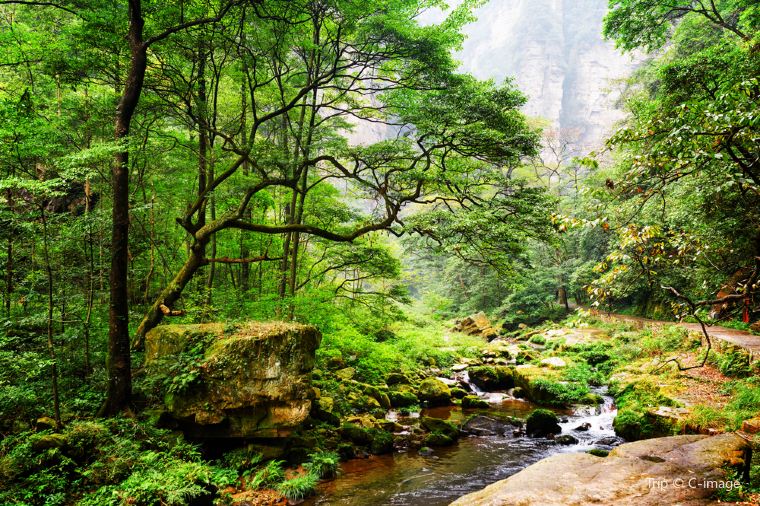 Zhangjiajie-Nationalwaldpark