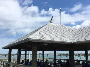 Anna Maria Oyster Bar