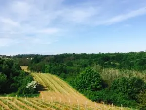 I Vigneti del Mandorlo
