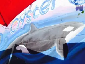 Oyster Catcher
