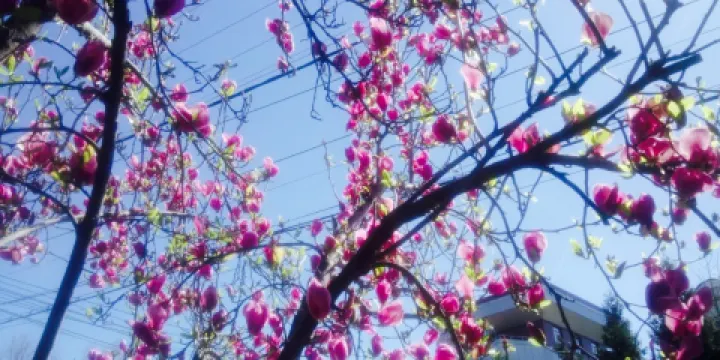 Taverna Greceasca Dionysos
